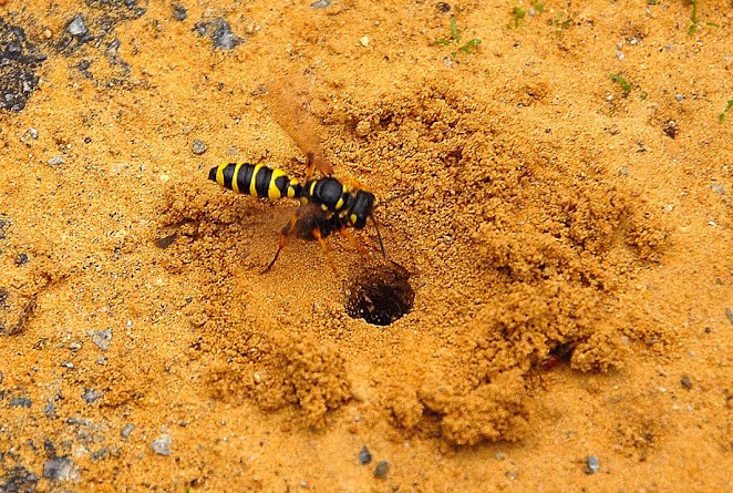 Cerceris des sables_entrée terrier_site.jpg