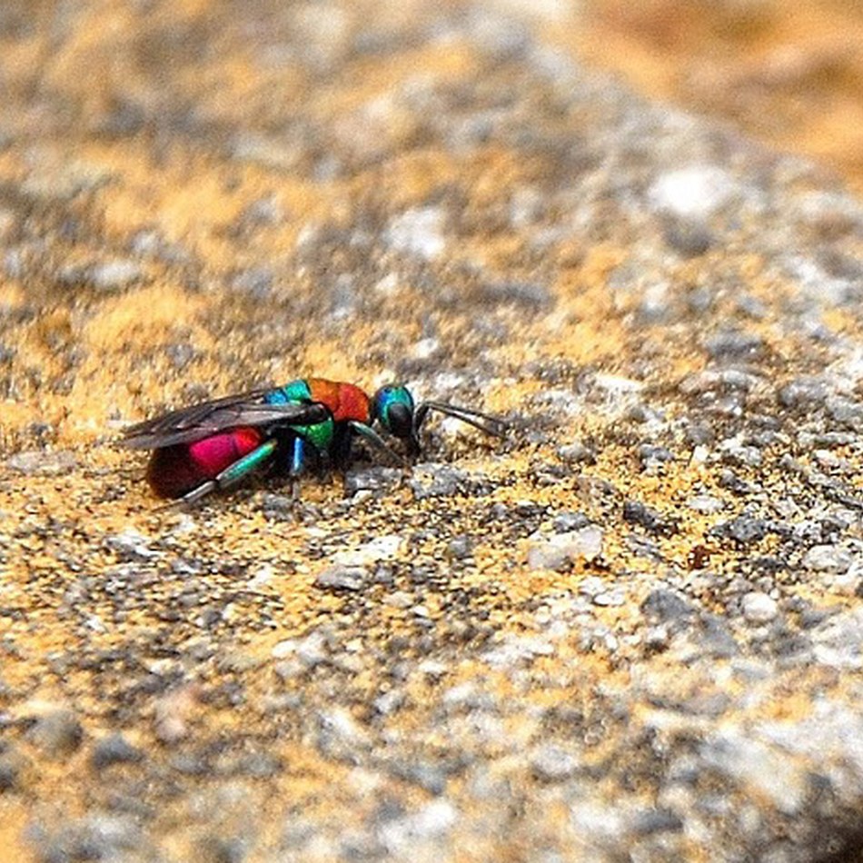 Hedychrum nobile_femelle_site.jpg